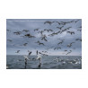 Diving Gannets