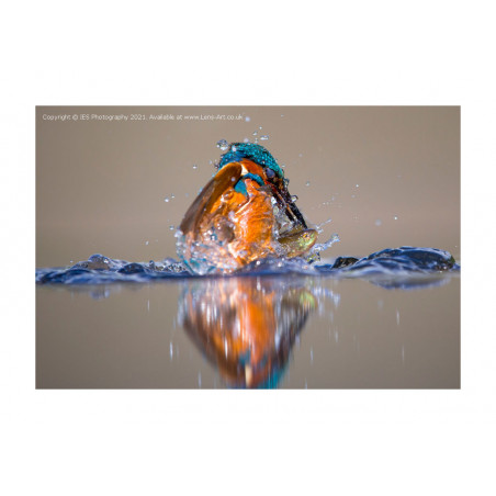 Kingfisher Catch