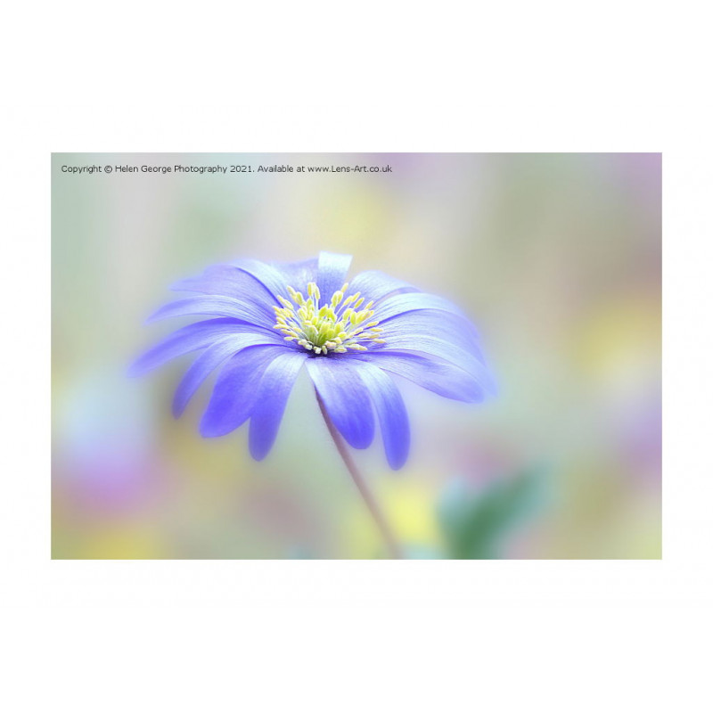 Anemone Blue