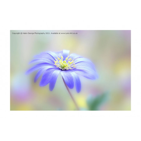 Anemone Blue