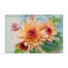 Chrysanthemum