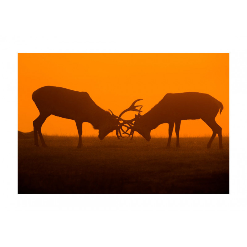 Rutting Season