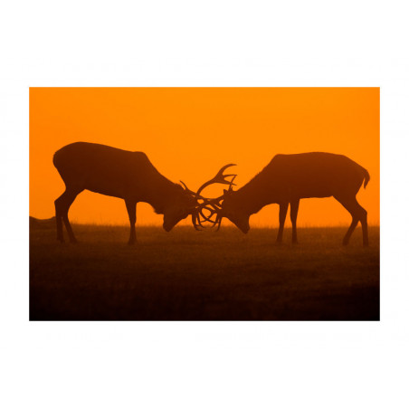 Rutting Season