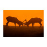 Rutting Season