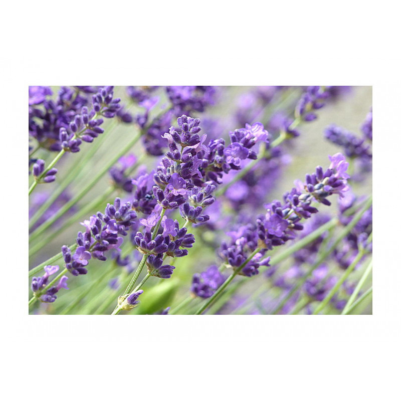 English Lavender