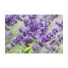 English Lavender