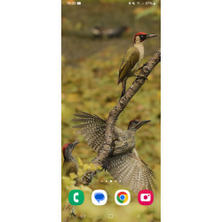 Green Woodpecker Wallpaper