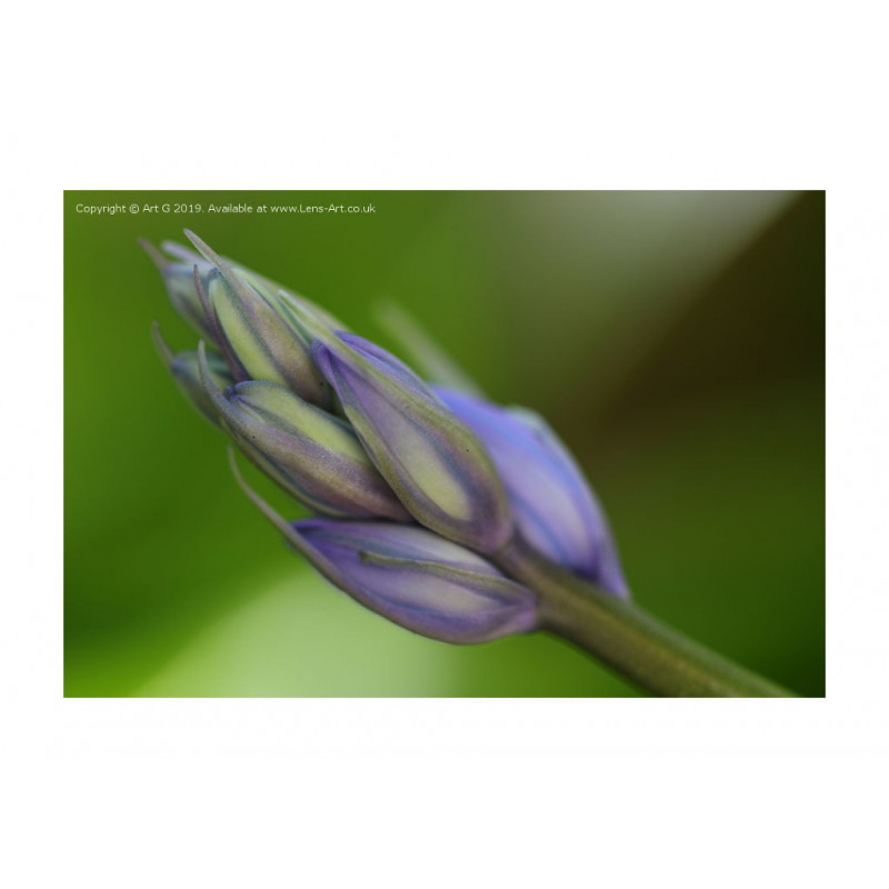Bluebell Bokeh