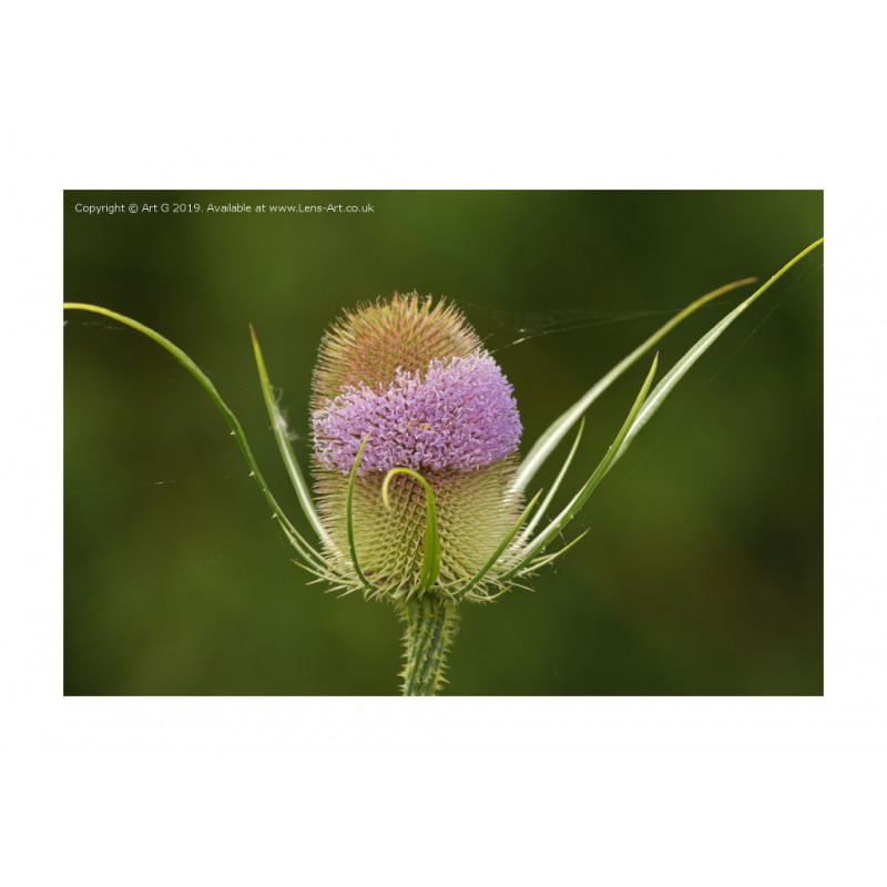 Flowering Teasel