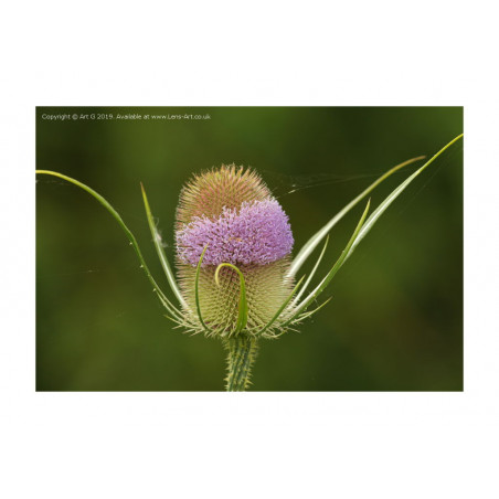 Flowering Teasel