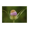 Flowering Teasel